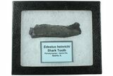 Bizarre Edestus Shark Tooth In Jaw Section - Carboniferous #231947-2